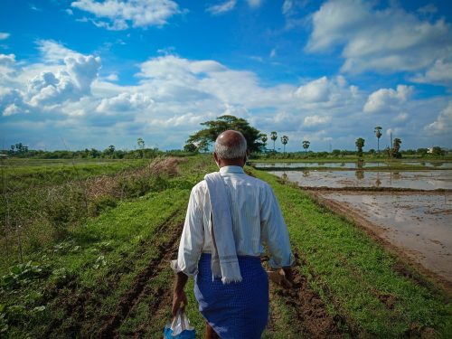 Indian farmer walking through fields