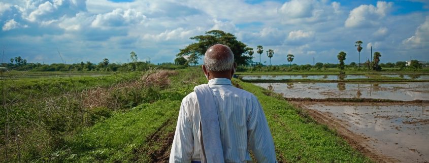 Indian farmer walking through fields