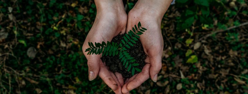 Two hands holding leaves