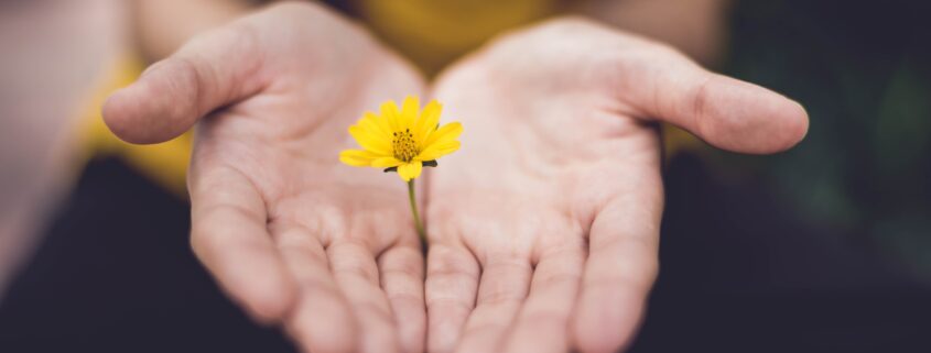 Two hands holding yellow flower