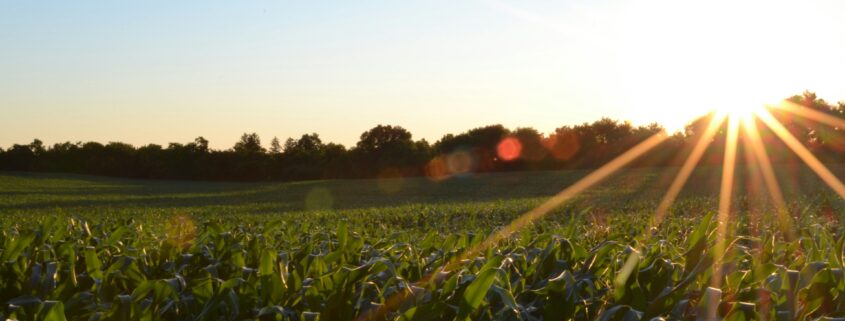 Picture of a farm field with crops and the sun hanging low, shining it's rays over the field.