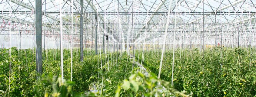 Photo of the inside of a glass greenhouse filled with tomato plants with unripe tomatoes